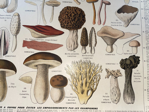 ESSBARE & GIFTIGE PILZE 1890 VON APREVAL ORIGINAL POSTER DRAEGER - Bild 12 von 24