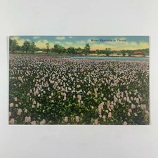 Postcard Florida FL Water Hyacinths 1940s Linen Unposted