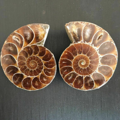 11LB Rare! Natural Tentacle Ammonite Fossil Specimen Shell Healing In Madagascar - Foto 3