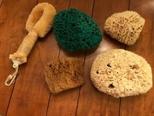 Unused Sea Sponges New Green/White/Tan and Brush