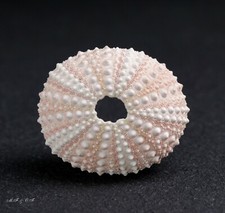 Seeigel Sea urchin Echinometra mathaei 47mm, Philippinen