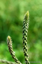 RABO DE GATO achyranthes aspera, cola medicinal herb garden plant seed 100 seeds