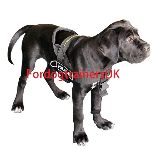 Buy Service Nylon Cane Corso Collar