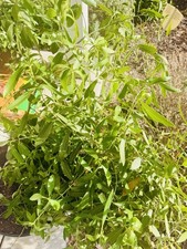 Catha Edulis live plant seeds for planting. 40 Live seeds