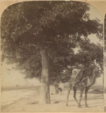 CAMEL RESTING UNDER TREE, VINT STEREOVIEW