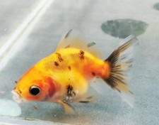 Calico Tiger Shogun Oranda Goldfish WYSIWYG 6