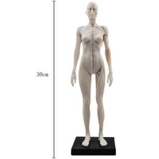 Figura anatomica maschile femminile 30 cm anatomia teschio osso medico artista disegno manichino