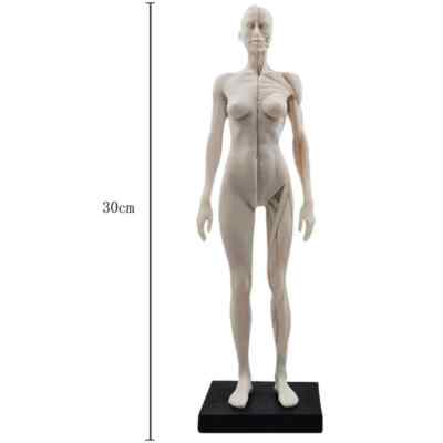 30cm Female Male Anatomy Figure Anatomy Skull Bone Medical Artist Draw Manikin