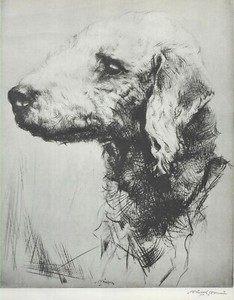 Bedlington Terrier Sketch - 1934 Vintage Dog Art "Photo" Print - MATTED 