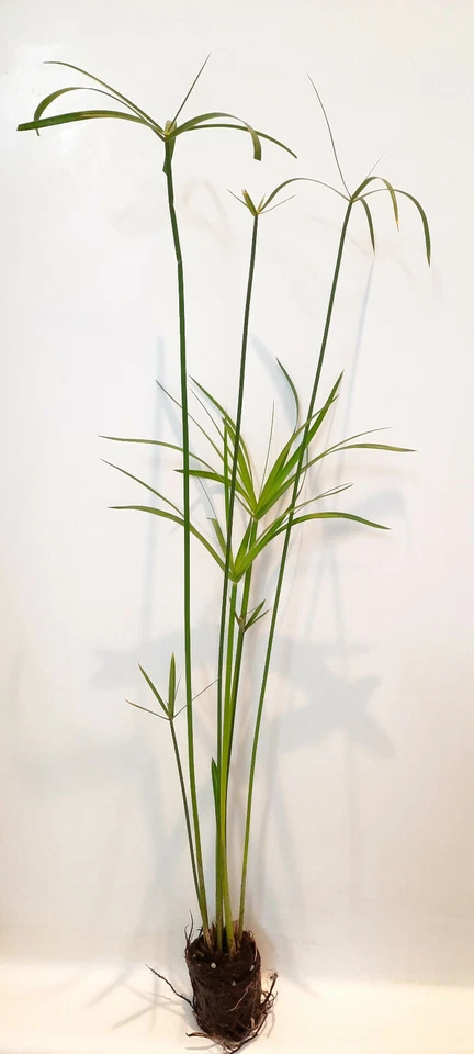 Planta de estanque marginal tropical palmera paraguas enana viva - ¡Compra 2 y obtén 1 gratis! Foto 3 de 3