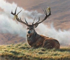 Stag by Andrew Hutchinson Deer Hunt Forest Wildlife Nature Fine Art Print 19x22