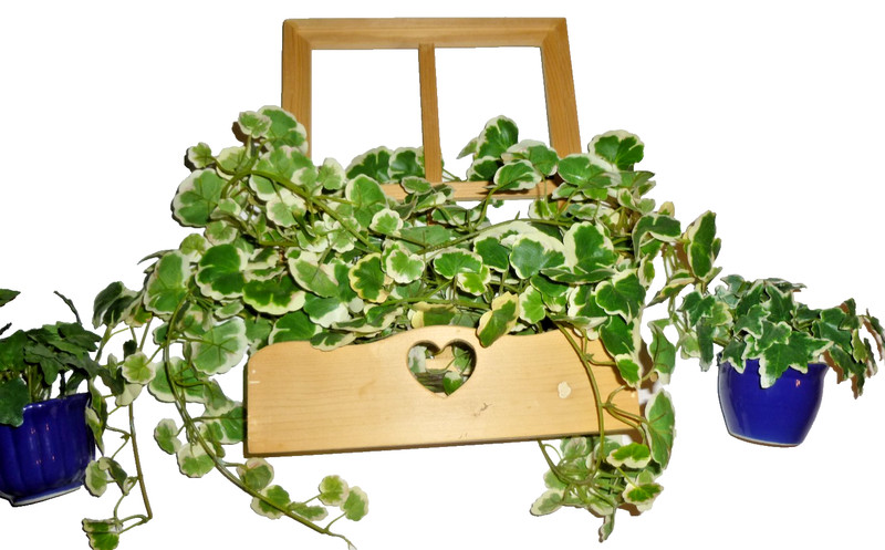 Artificial Ivy Plant Arrangement Wooden Box with window & 2 in Blue vases