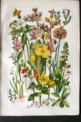 Gordon C1900 Print. Butterwort, Primrose, Violet, Milwort, Thrift 21