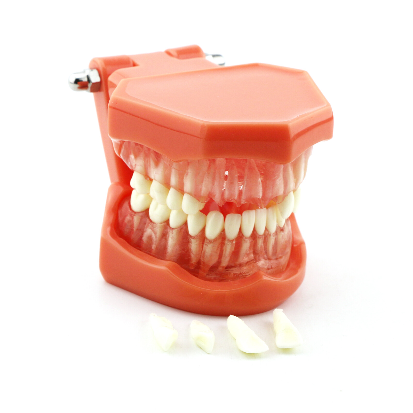 Dental Teaching Removable Teeth Model Adult Standard Typodont