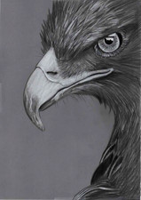 Original B&W pencil Artwork  Picture amazing close up Golden Eagle bird of prey