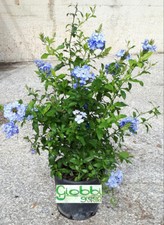 Plumbago Capensis o Auricolata - Gelsomino Azzurro vaso 16