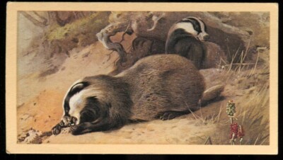 Tabakkarte, Doncella, British Mammals, 1983, Dachs, #11