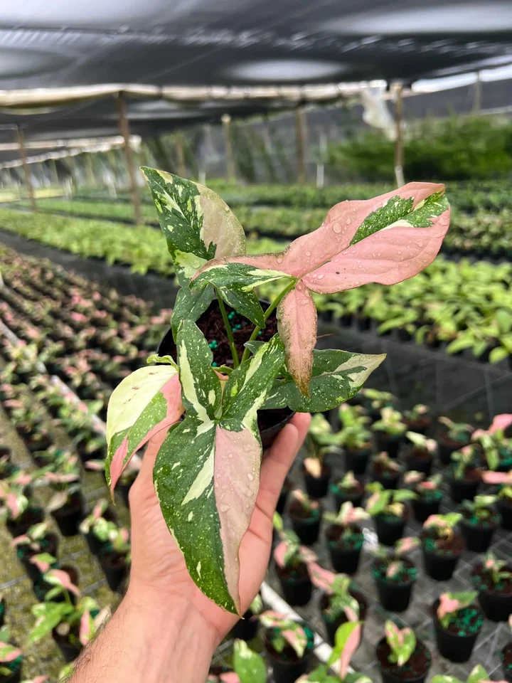 Syngonium Tricolor - Hoja Cabeza de Flecha Variegada Rara | Tropical Vivo en 4" Foto 3 de 4