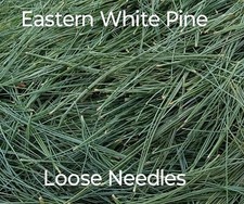White Pine Needle Tea Loose 80 ounces BULK FRESH Maine Eastern organic