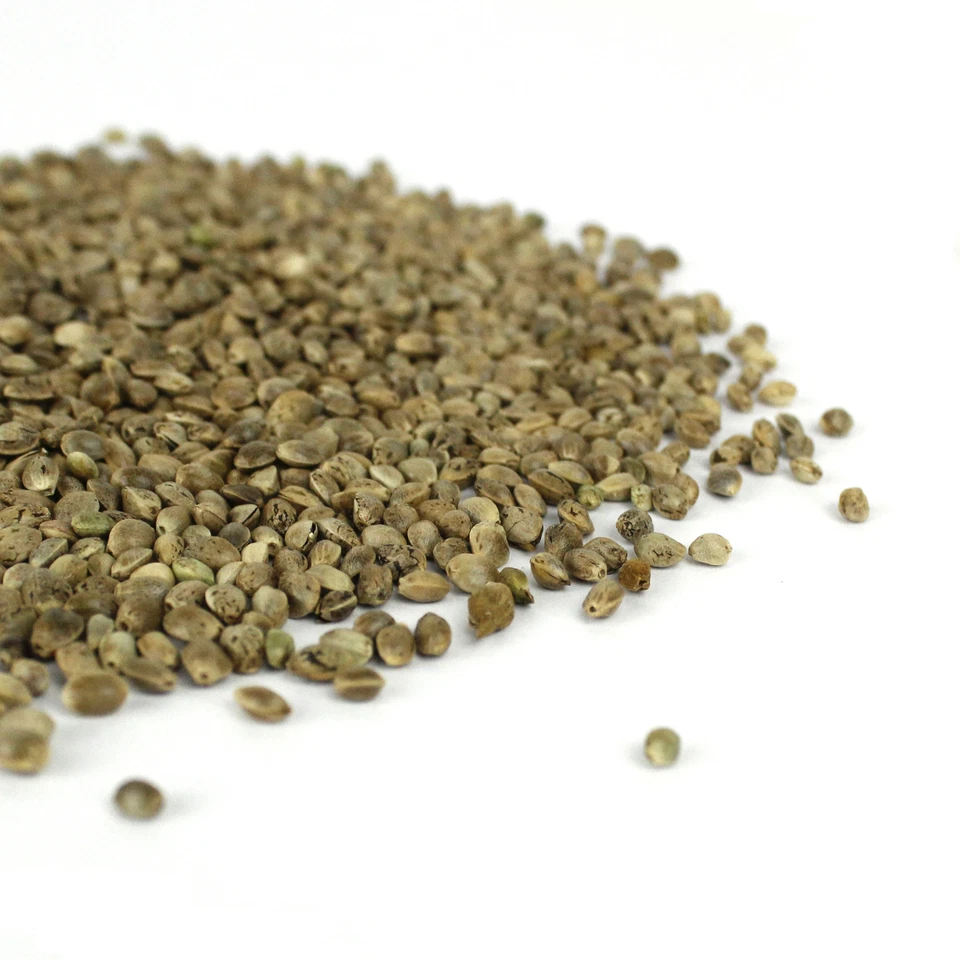 BIO Hanfsaat 5kg für Vögel, Nager, Pferde, Futterhanf für Tiere - Bild 3 von 4