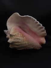 Giant, HEAVY strombus gigas 10" bohemian queen conch sea shell moana #16009