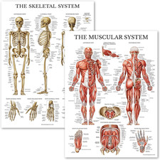 Muscular Skeletal System Anatomical Poster Set - LAMINATED 2 Chart Set - Human