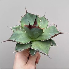 Cactus Succulent Plant Agave Titanota Home Beautiful Plants 9-10cm