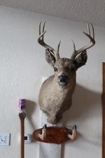 Vtg Whitetail Deer Head Shoulder Mount Taxidermy Cape Shed Antler Mule Hat Rack