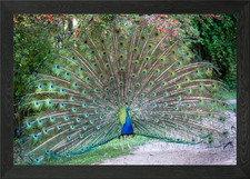 Peacock Fan Framed Wall Art Poster Canvas Print Picture