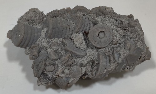 Crinoid Fossil Cluster Or Plate. Unknown Origins. 4.5 X 3.5 X 1.8 Inches - Picture 3 of 7