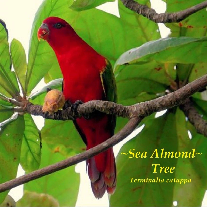 ~SEA ALMOND~ Tree CAY BANG Tropical Terminalia Catappa Live 5 SEEDS for planting - Image 3 of 4