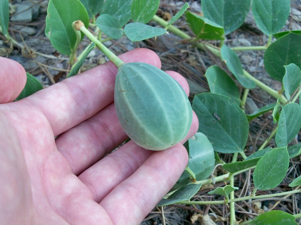 Caper (Capparis Spinosa) In Flower - Stock Image - C057/4660 - Science Photo Lib - Foto 5