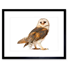 Wee Blue Coo Barn Owl Alba Bird Pray Art Framed Wall Art Print