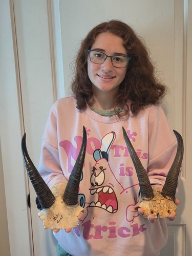 Taxidermy Mountain Goat horns 2 sets 10" Billy 8 " nanny