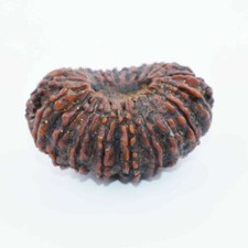 20 Mukhi Rudraksha Twenty Face Rudraksh Hindu Sacred Bead Very Rare A+++