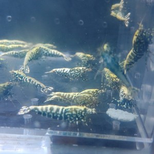 Boa Galaxy metallic caridina shrimp 5 count, plus pair