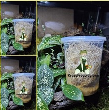 Fruit Fly Cultures 3 Pack NO FLIES Pre-Made FOOD  Excelsior Only Dart Frog Food