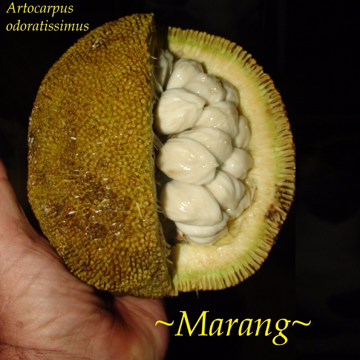 MARANG~ Artocarpus odoratissimus TERAP sabor de HELADO DE VAINILLA