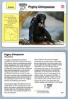 Pygmy Chimpanzee #33.2 Mammals - Grolier Wildlife Adventure Card