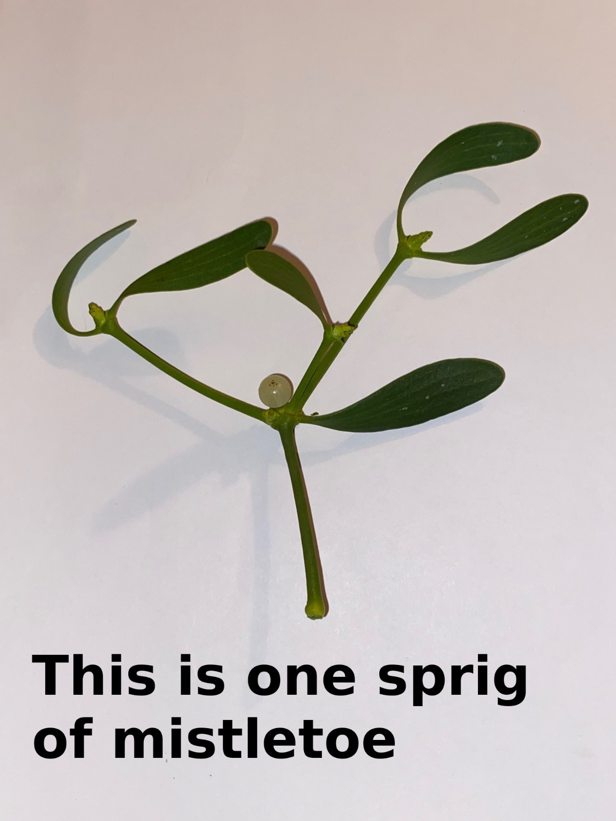 Mistletoe-cut to order-fresh! Lots of berries!50+ healthy sprigs in a medium box