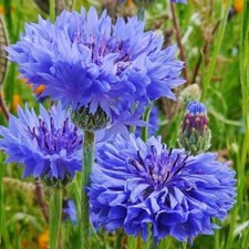 Tall Blue Cornflower Bachelor Button Seeds 200 Flower Centaurea Cyanus FREE S H