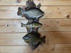 New Real Skin 3 Fish Mount Crappie Sunfish Perch Taxidermy  On Driftwood — photo 2