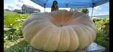 Atlantic Giant Pumpkin Seeds 1109 McMillin&rsquo;23 (1819 Marshall X 2147 Marshall)$35