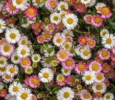 6 Erigeron Karvinskianus Stallone Trailing Alpine   Perennial  Plug plants