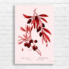 Olive Branch Botanical Red Canvas Print Large Picture Wall Art
