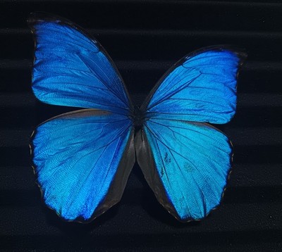 Morpho didius - Blue butterflies Closed wings A1 (10 Specimens with closed wings