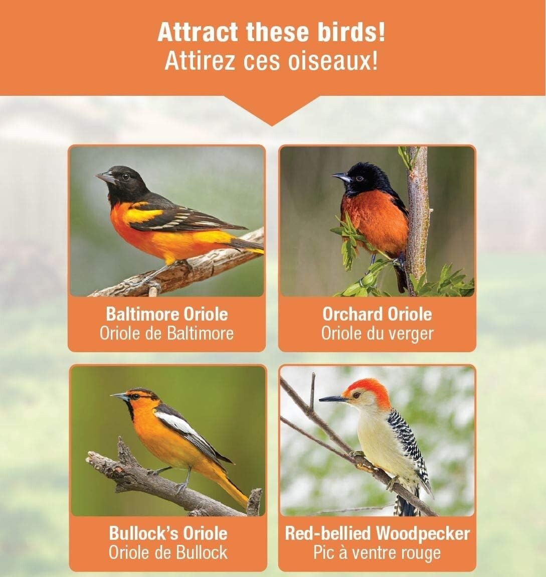Attract Beautiful Orioles with Our Durable 12 oz Wire Feeder - Ant Moat Included