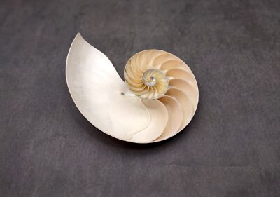 Natural Nautilus Seashell Left Cut Single Half (1 HALF shell approx. 7+ inches)