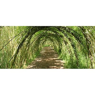 Grow a Willow Structure -20 Willow Trees - Video Tutorial Included