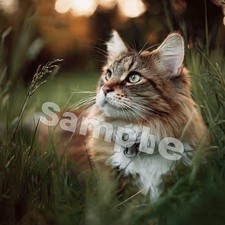 Digital Image Picture Photo Cat Kitten 0.99 Art
